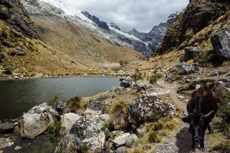 Cow on the valley of Huascaran mountains, on Huaraz, Peruvian Andesの写真素材
