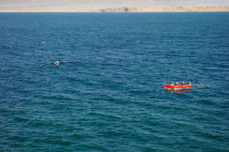 Pelican flying over the sea in Paracas National Reserve. Pacific ocean in the coast of Ica, Peruの写真素材