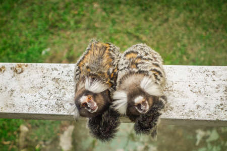 curious marmosets brazilian monkeys . close up view.の写真素材