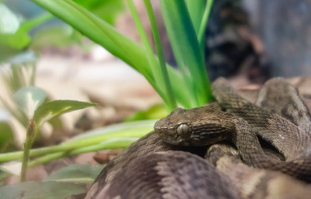 Bothrops sazimai snake, or French island Lancehead, found only in small island off the coast of Espirito Santo State, Brazil.の写真素材