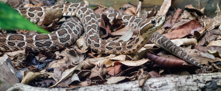 Painted Lancehead snake, or Bothrops diporus. Close up view.