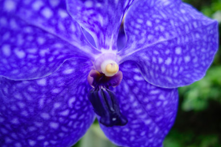 Beauty orchida Phalaenopsis flower, closeup view.の写真素材