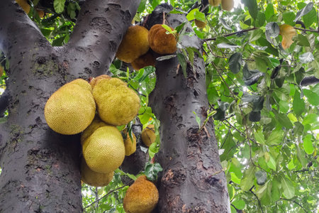 jackfruits hanging on tree trunk. tropical fruit, jack tree.