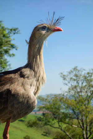 close view of Seriema brazilian bird, aka Cariama cristataの写真素材