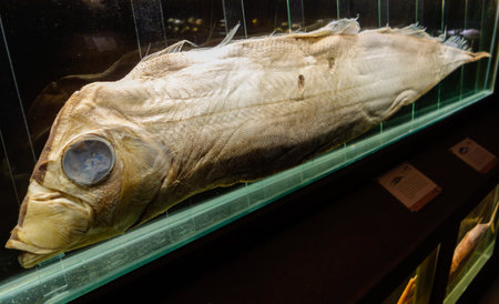 Balneario Picarras, SC, Brazil - 01.23.2024: collection of marine animals at Univali Oceanographic...