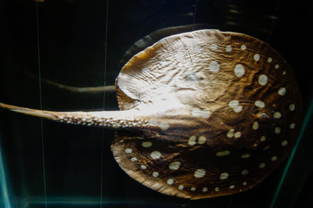 Balneario Picarras, SC, Brazil - 01.23.2024: collection of marine animals at Univali Oceanographic...