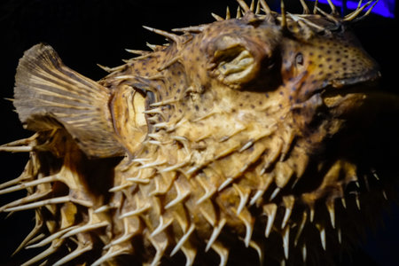 Balneario Picarras, SC, Brazil - 01.23.2024: collection of marine animals at Univali Oceanographic museumのeditorial素材