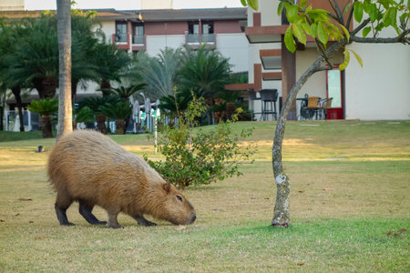 adult capybara, Hydrochoerus hydrochaeris, feeding in condominium area in Brasilia, Brazil.