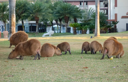 large group of capybaras, Hydrochoerus hydrochaeris, feeding in condominium area in Brasilia, Brazil.の写真素材