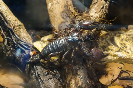Pandinus imperator, or emperor scorpion, close up viewの写真素材