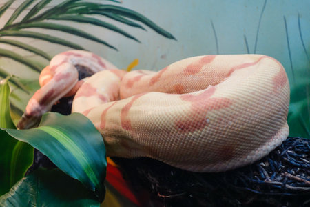 Close view of an albine python snake in captivityの写真素材