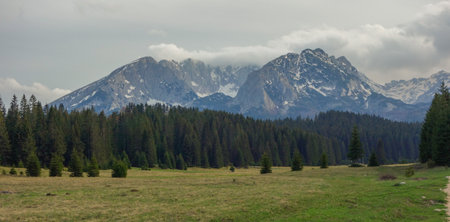 Durmitor mountain range and pine forest near to Zabljak, in Montenegro.
