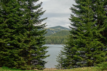 the Black lake surrounded by pine forest in Durmitor National Park, Zabljak, Montenegro.