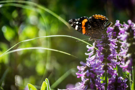 Butterfly on lavender flowerの写真素材