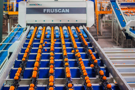 Sorting orange harvest for export, fresh food, juicy fruit, mandarin, vitamin c, green tree, sunny day, water drop, selective focus, shallow depth of field, taken at Wady Elnatroon Alexandria Egyptのeditorial素材