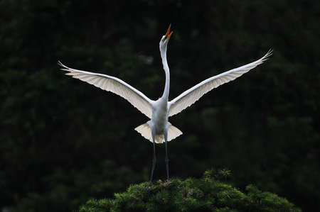 Flyの写真素材