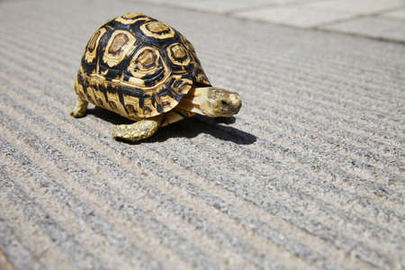 Tortoiseの写真素材