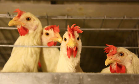 Chickenの写真素材