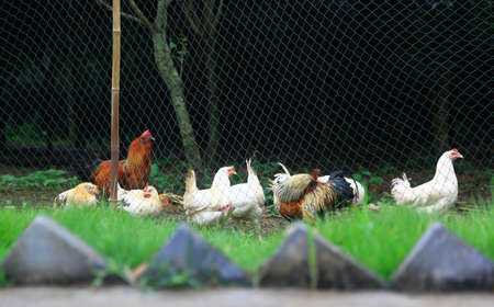 Chicken