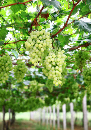 Grapes