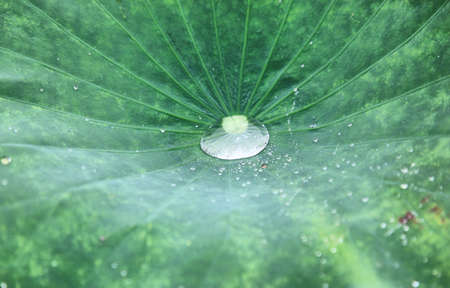 Lotusの写真素材