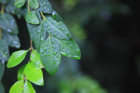 Close up of green leaves