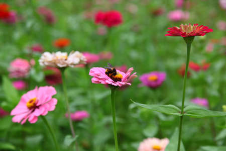 Been on the flower