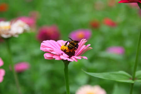 Been on the flower