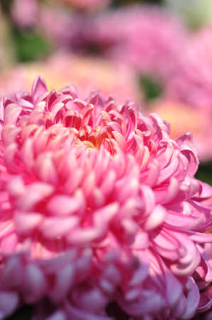 close up of flowerの写真素材