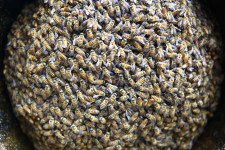 Close up of bees