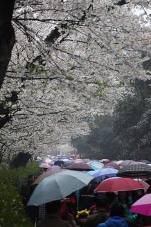 Tourist with umbrella under the cherry treeのeditorial素材