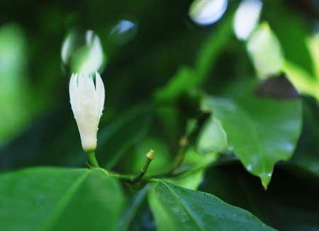Magnoliaの写真素材
