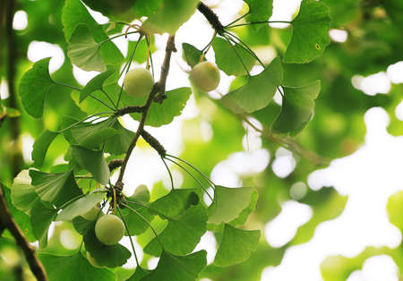 Ginkgo