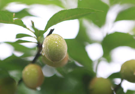 Wild Peachの写真素材