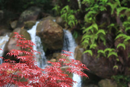 maple leavesの写真素材