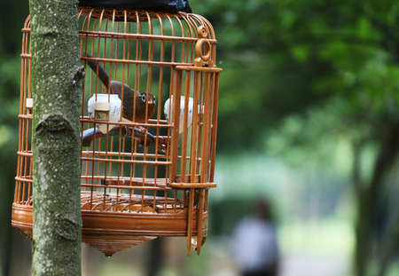 Bird in the cageの写真素材