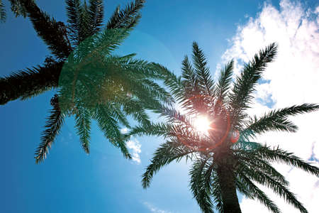 Coconut treeの写真素材