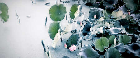 lotus pondの写真素材