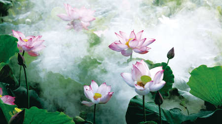 Lotusの写真素材