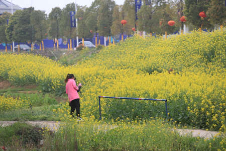 Canola flowerのeditorial素材