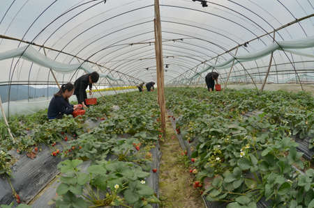 Greenhouseのeditorial素材