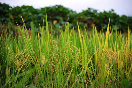 Paddyの写真素材