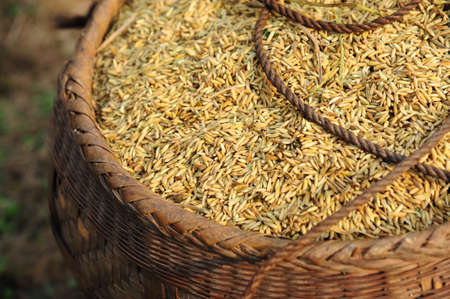 Milletの写真素材