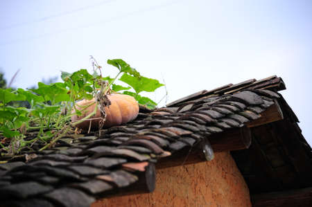 Pumpkin growing on a roof