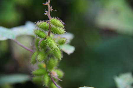 Plantの写真素材