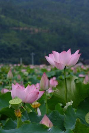 Lotusの写真素材