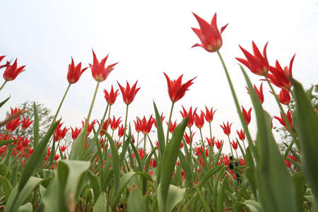 Tulipの写真素材