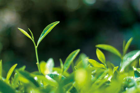 Tea leaves
