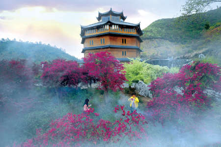 Tourists taking photograph of loropetalum flowers beside the tall wooden buildingのeditorial素材