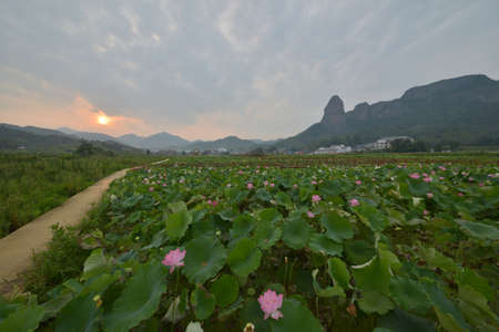 lotus pond sceneryの写真素材